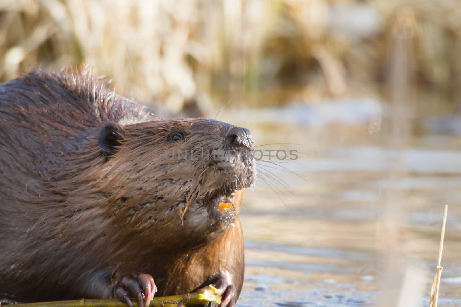 shot of a wild beaver near lake, nature series