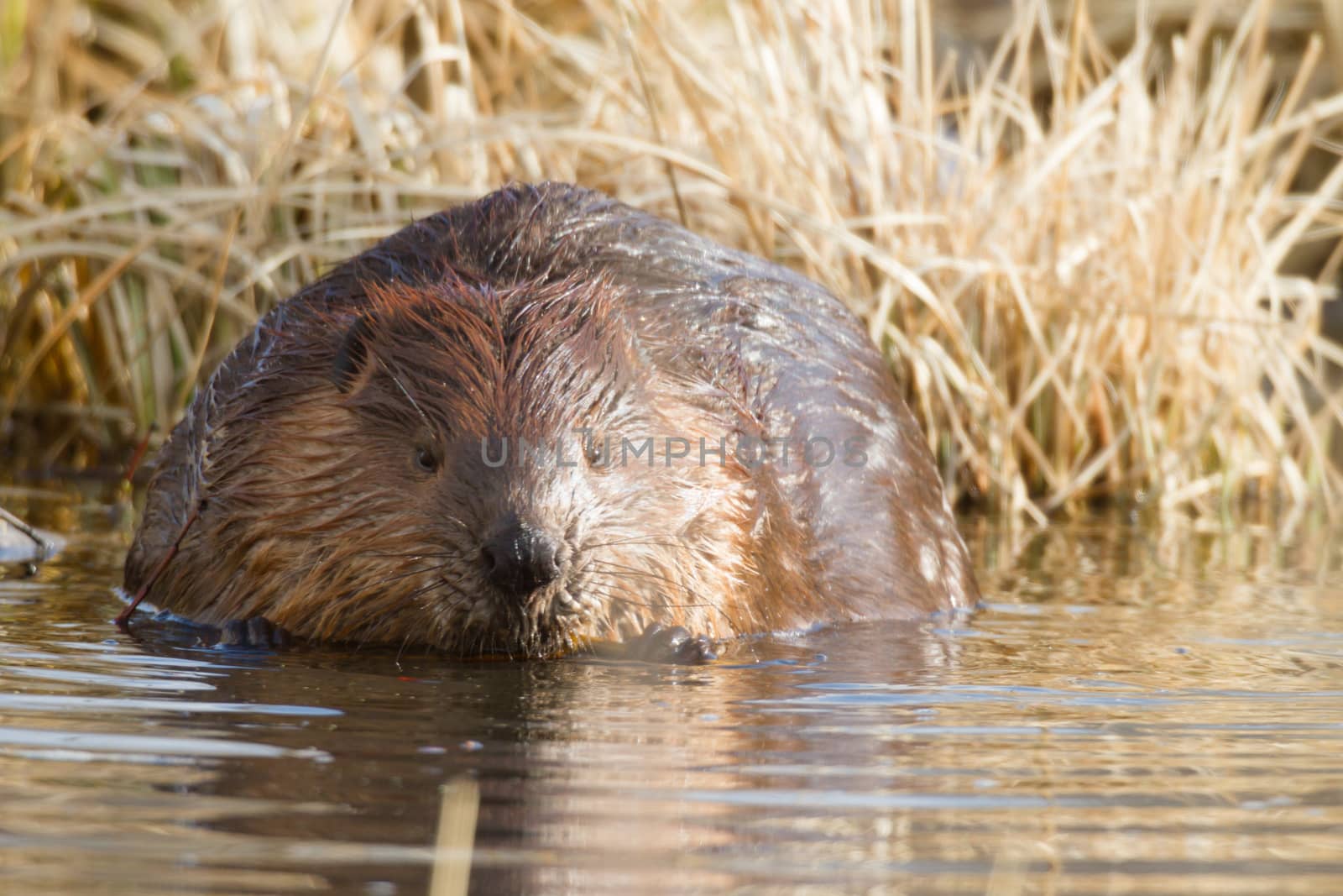 shot of a wild beaver near lake, nature series