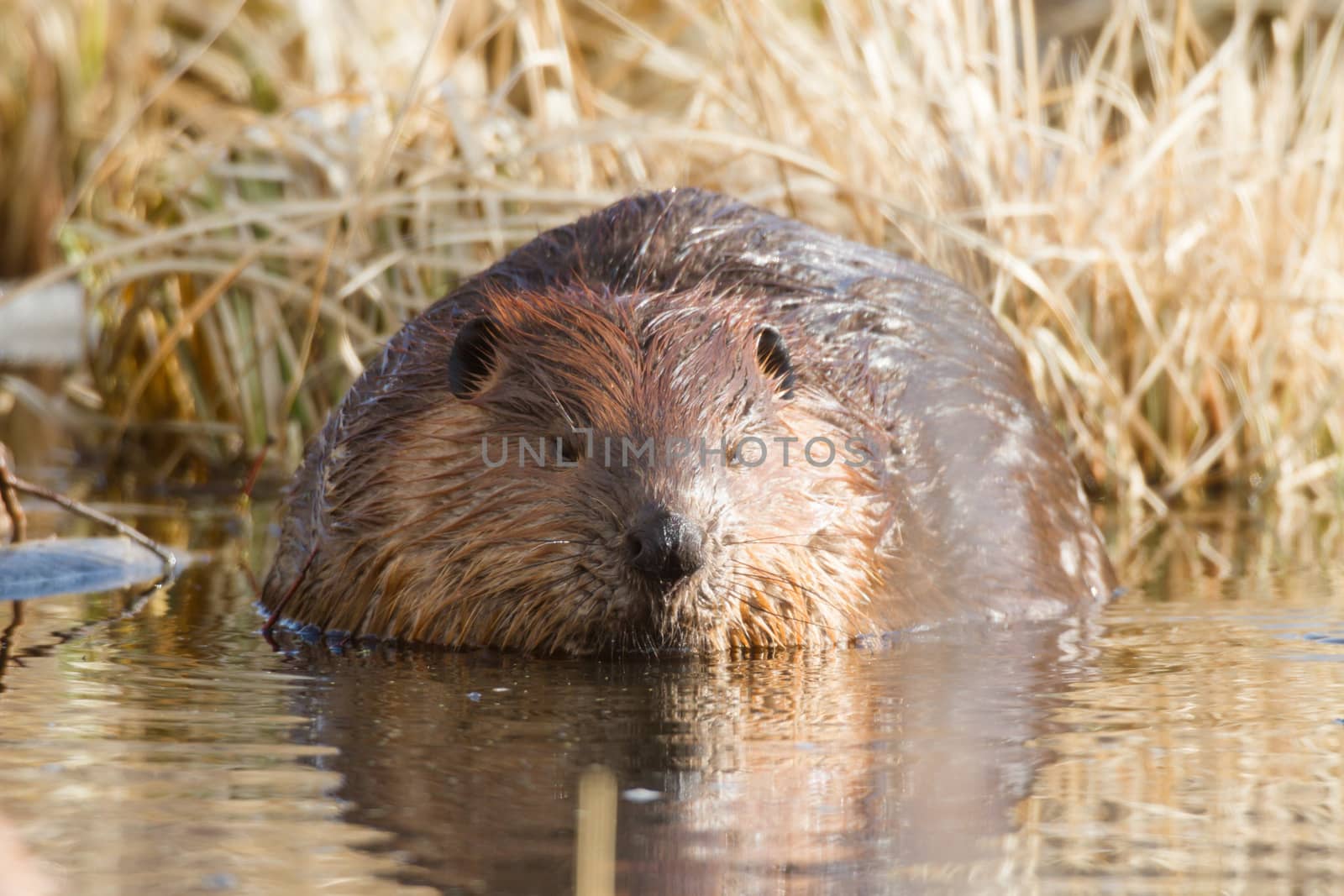 shot of a wild beaver near lake, nature series