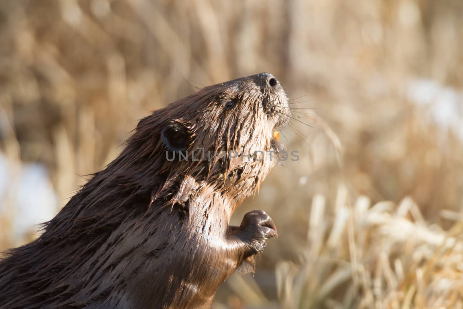shot of a wild beaver near lake, nature series