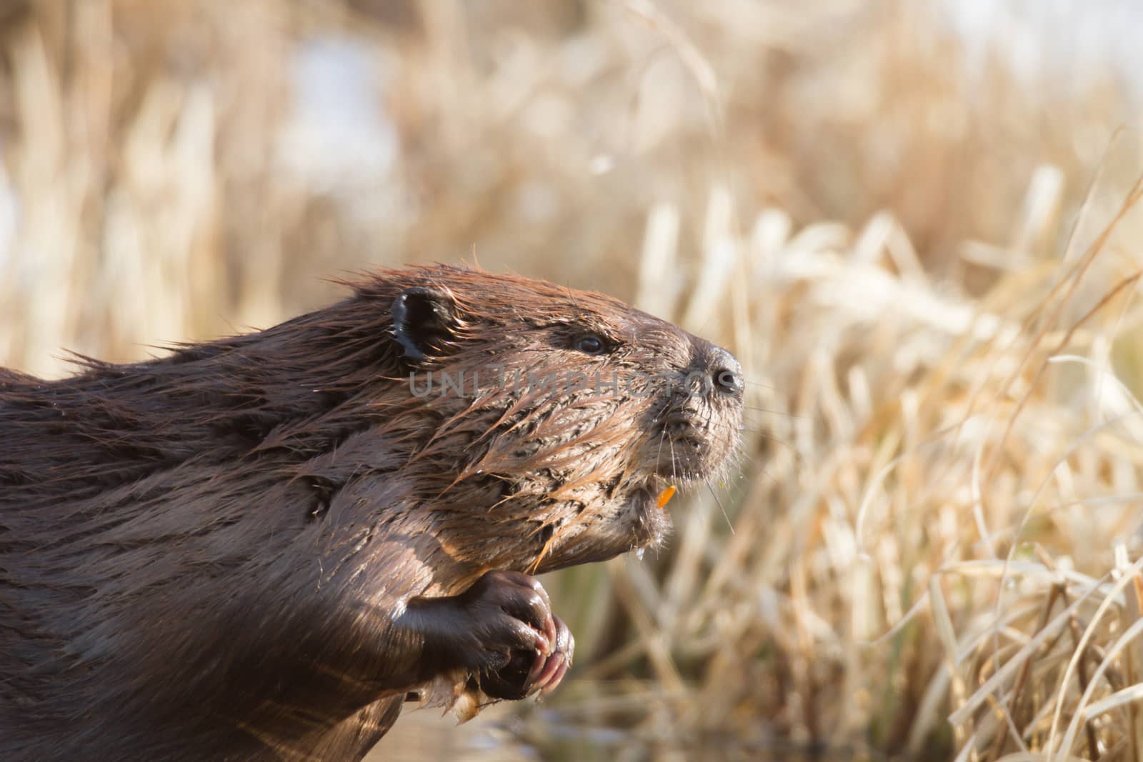 shot of a wild beaver near lake, nature series