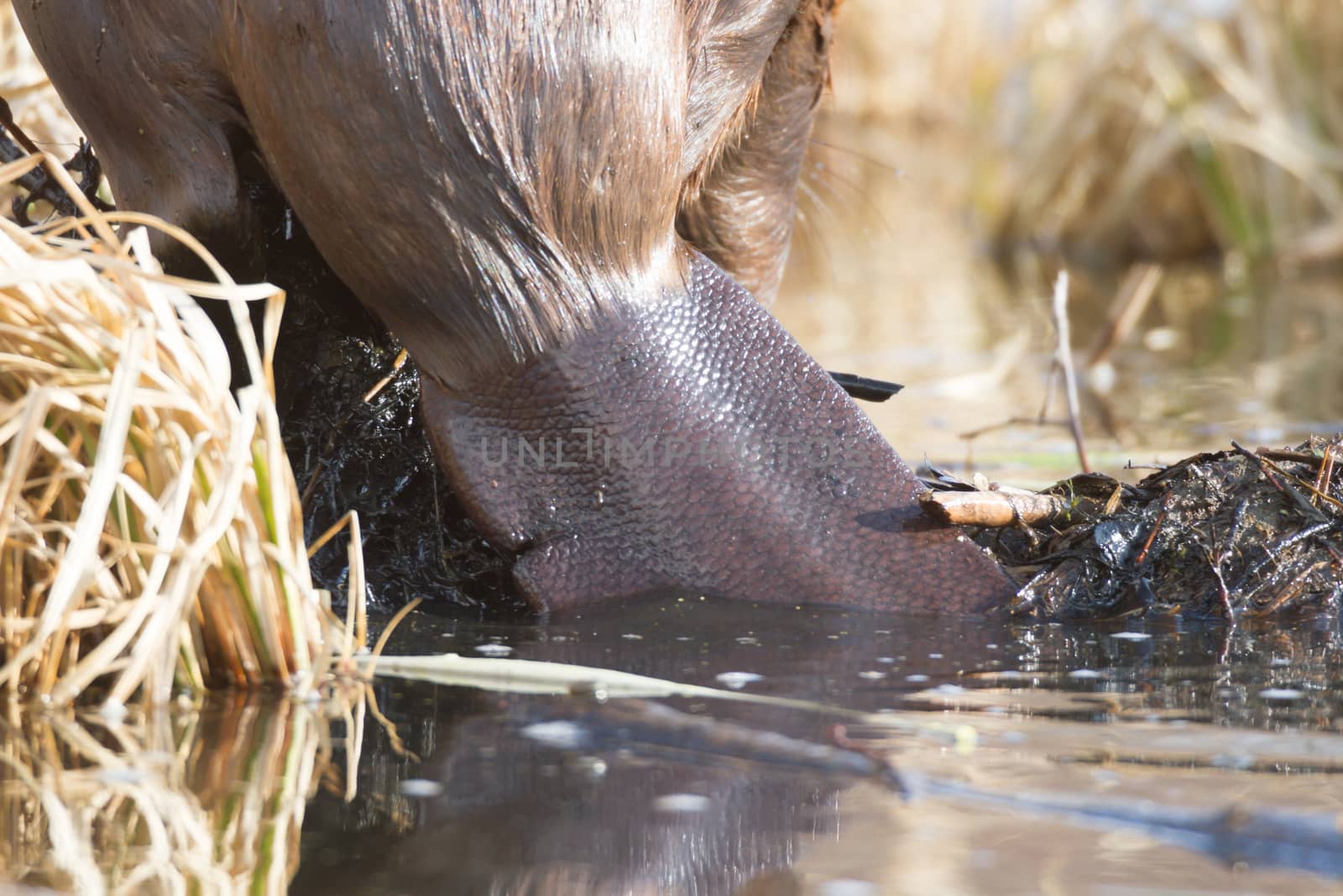 shot of a wild beaver near lake, nature series