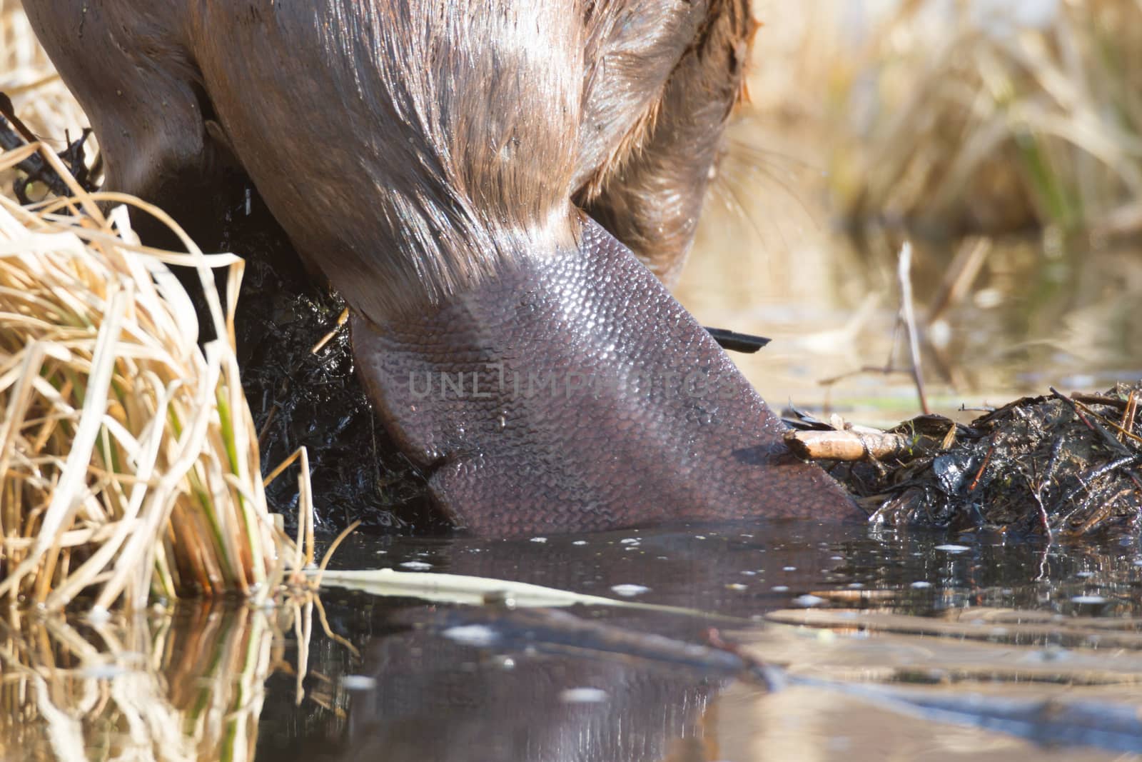 shot of a wild beaver near lake, nature series