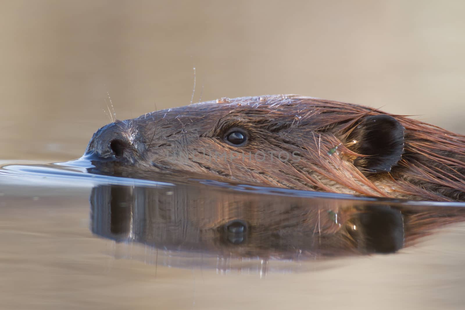 shot of a wild beaver near lake, nature series