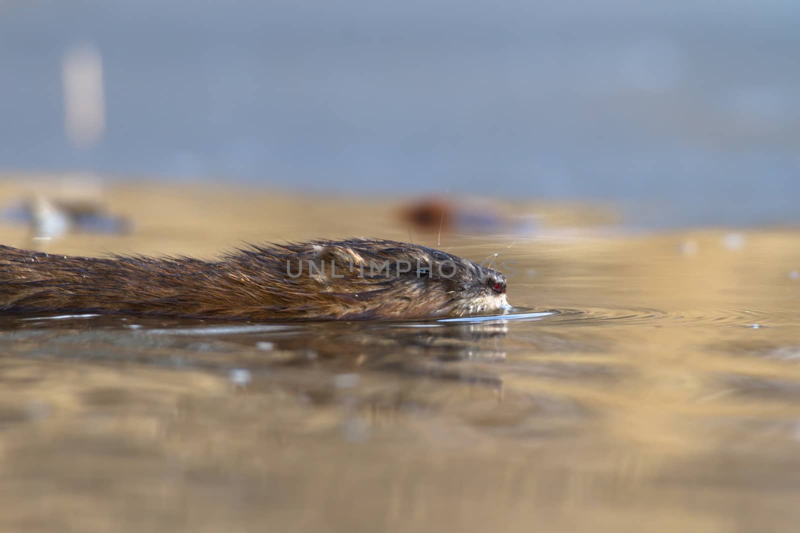 shot of a wild beaver near lake, nature series
