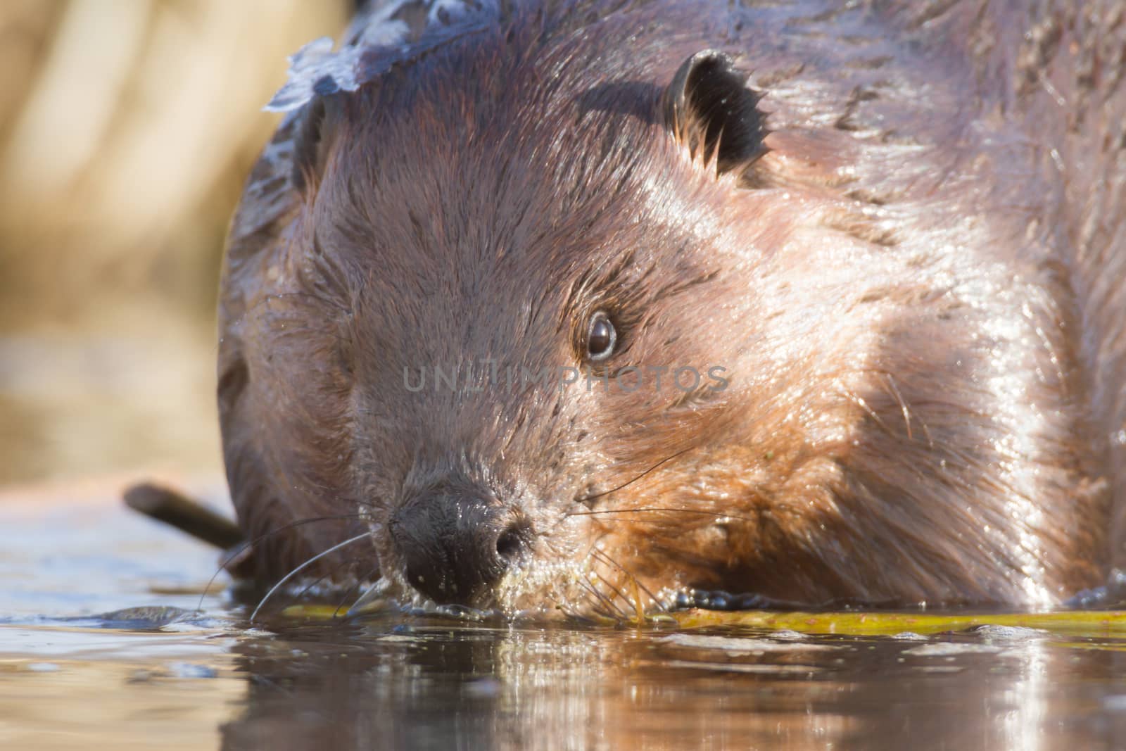 shot of a wild beaver near lake, nature series