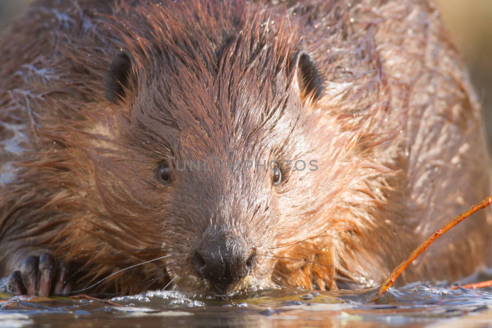 shot of a wild beaver near lake, nature series