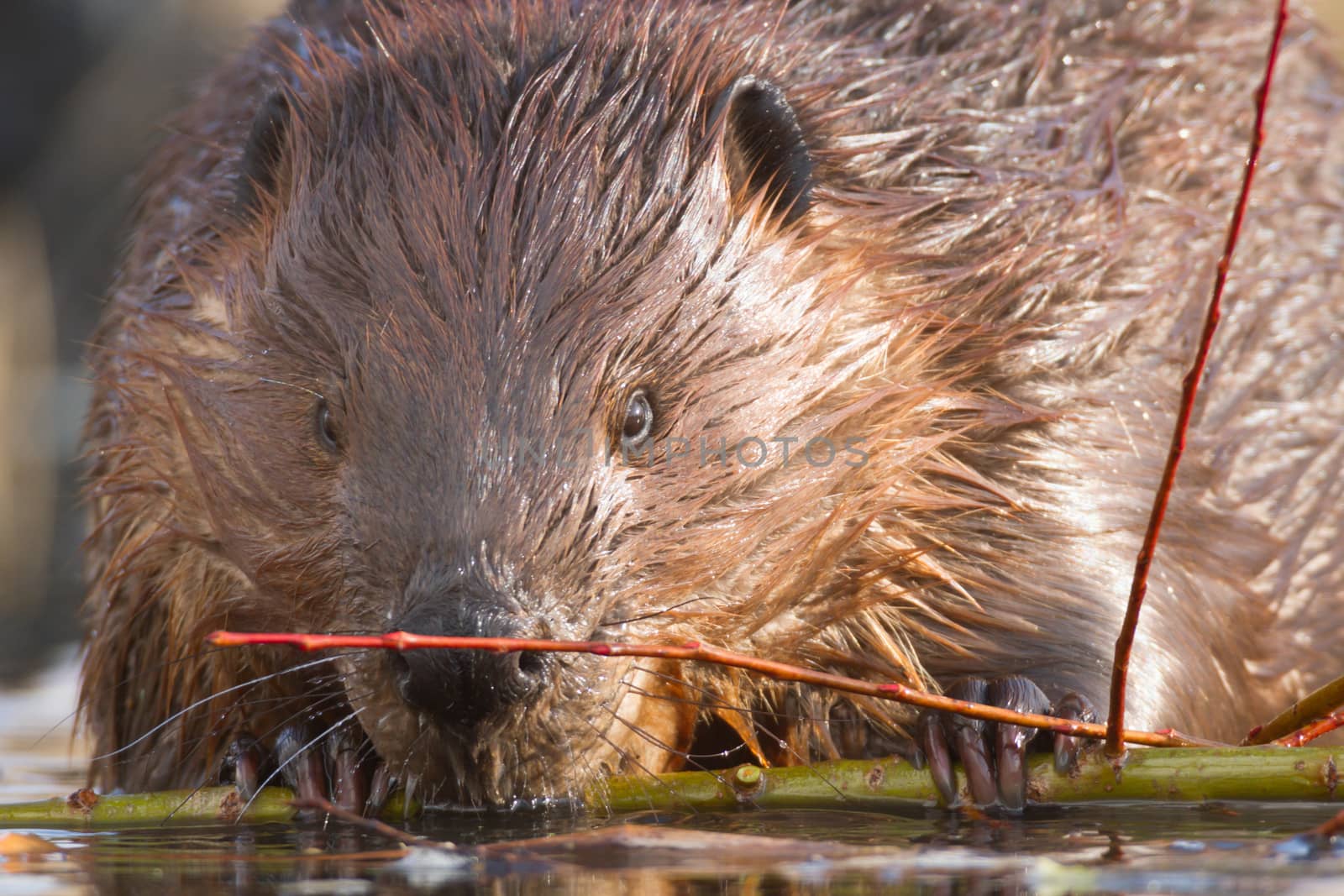 shot of a wild beaver near lake, nature series