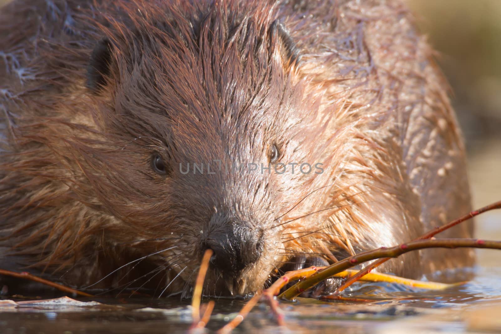 shot of a wild beaver near lake, nature series
