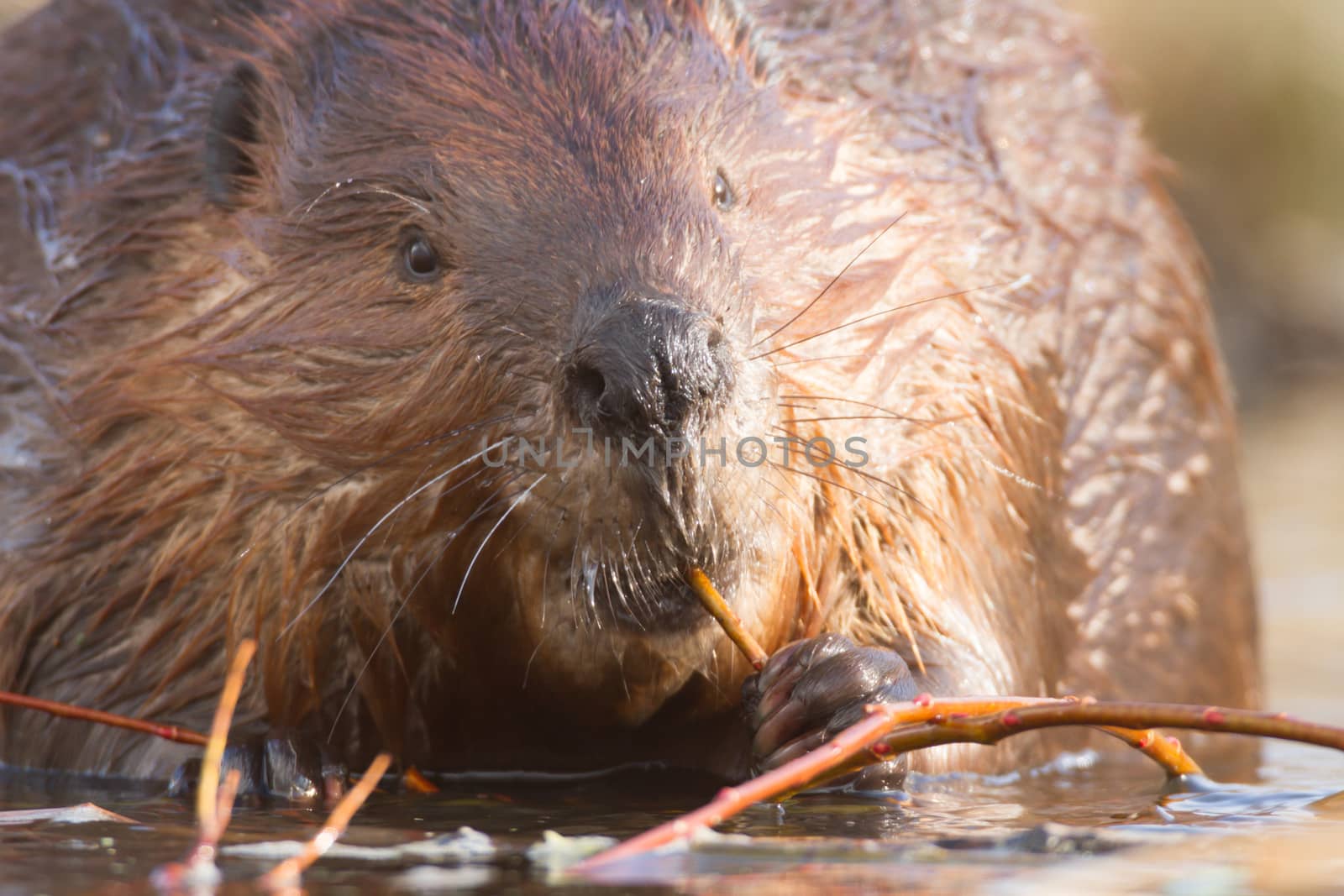 shot of a wild beaver near lake, nature series