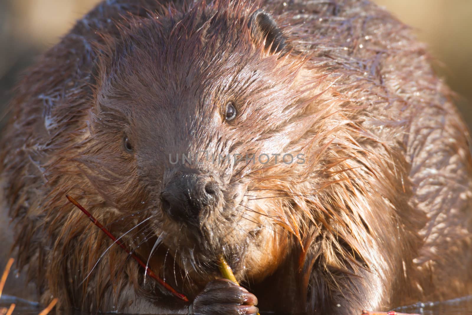 shot of a wild beaver near lake, nature series