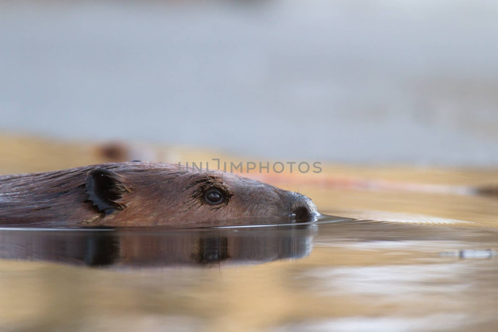 shot of a wild beaver near lake, nature series