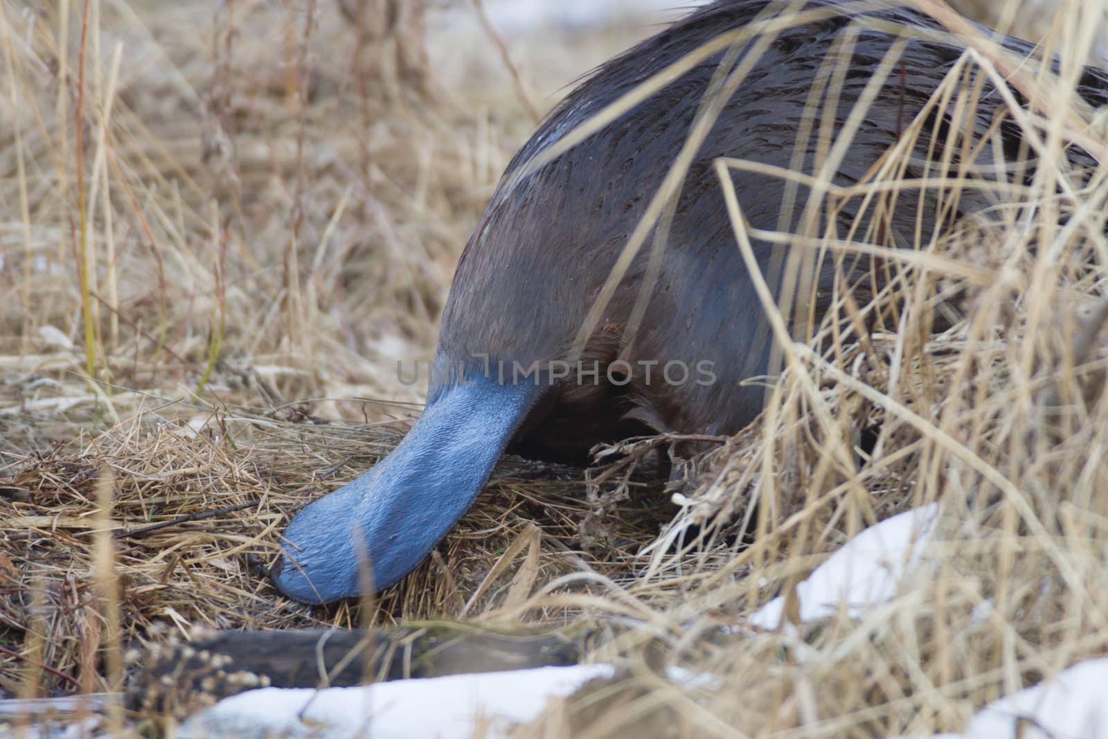 shot of a wild beaver near lake, nature series