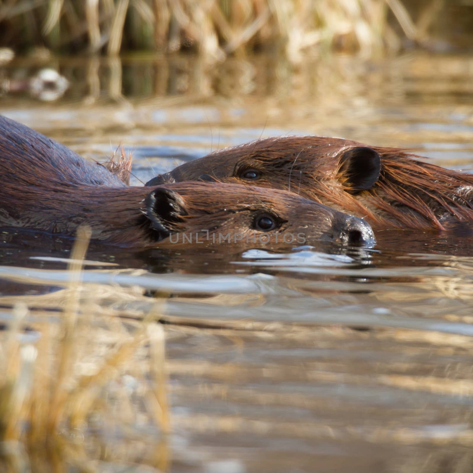 shot of a wild beaver near lake, nature series