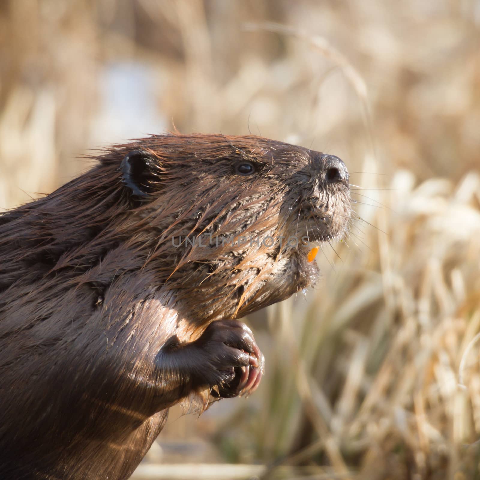 shot of a wild beaver near lake, nature series
