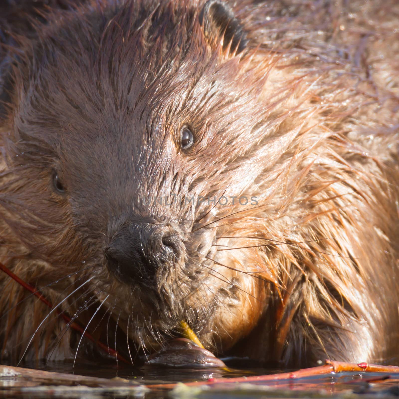 shot of a wild beaver near lake, nature series