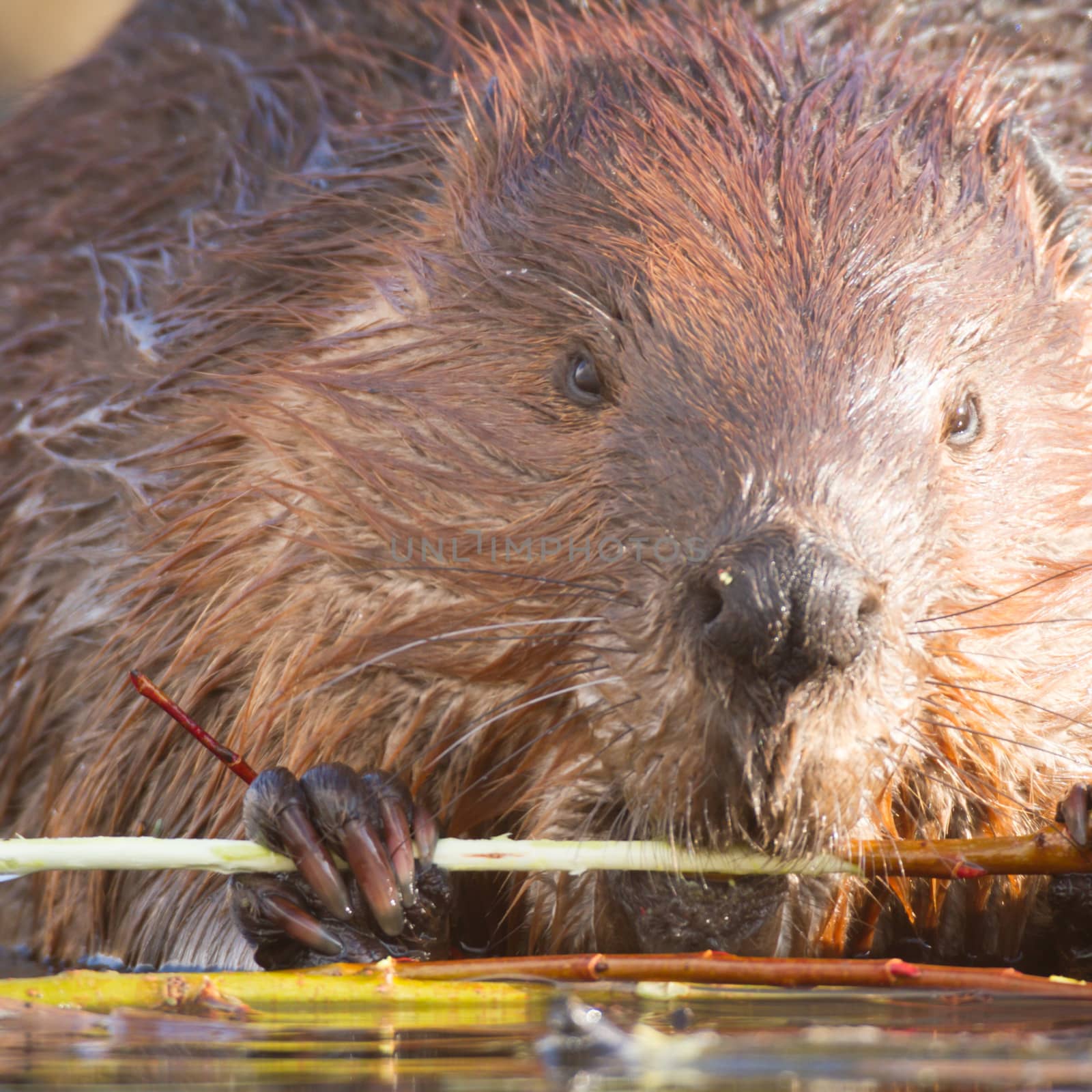 shot of a wild beaver near lake, nature series