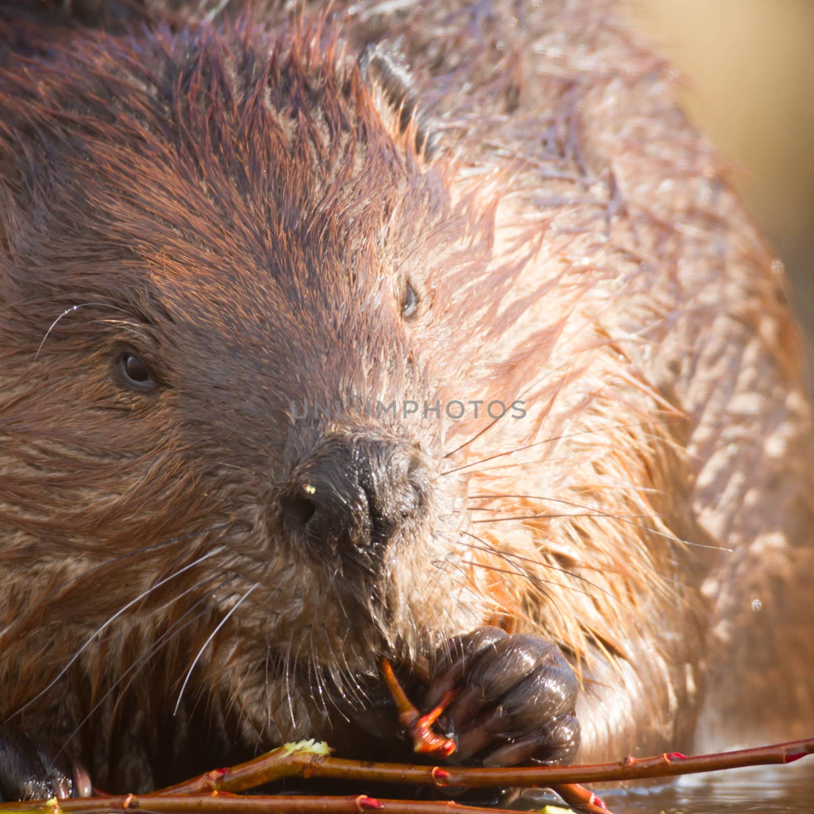 shot of a wild beaver near lake, nature series