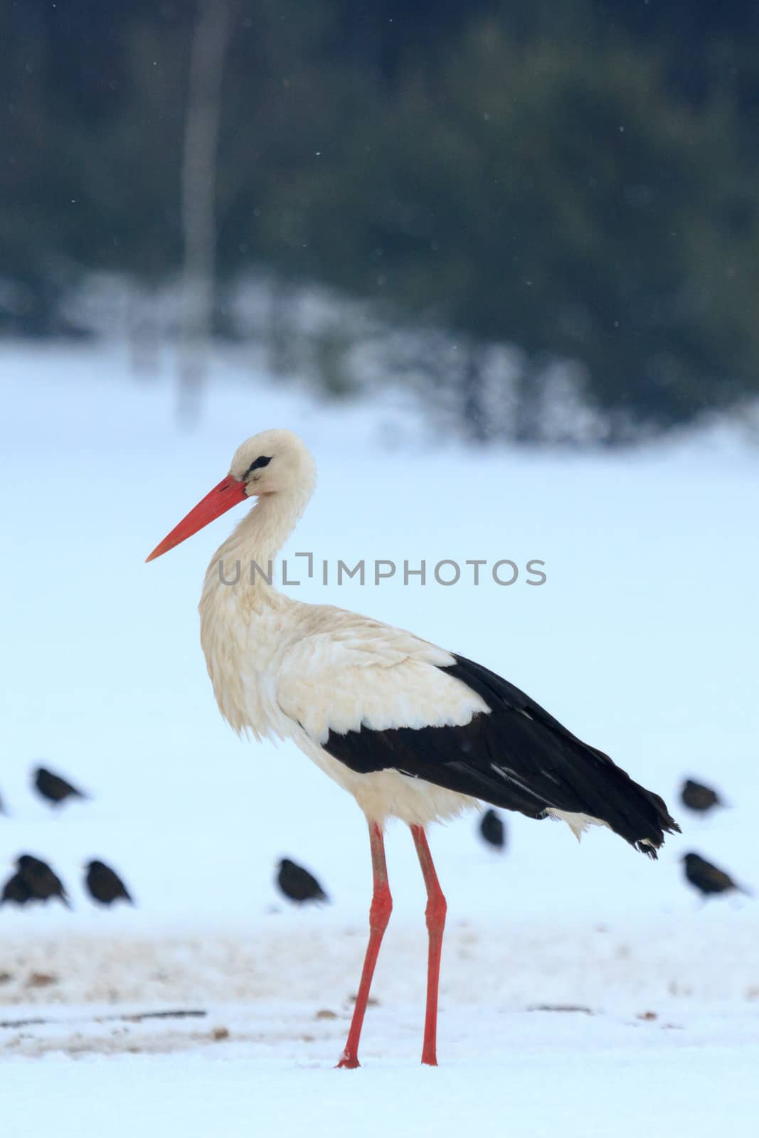 wild bird in their natural habitat, nature series