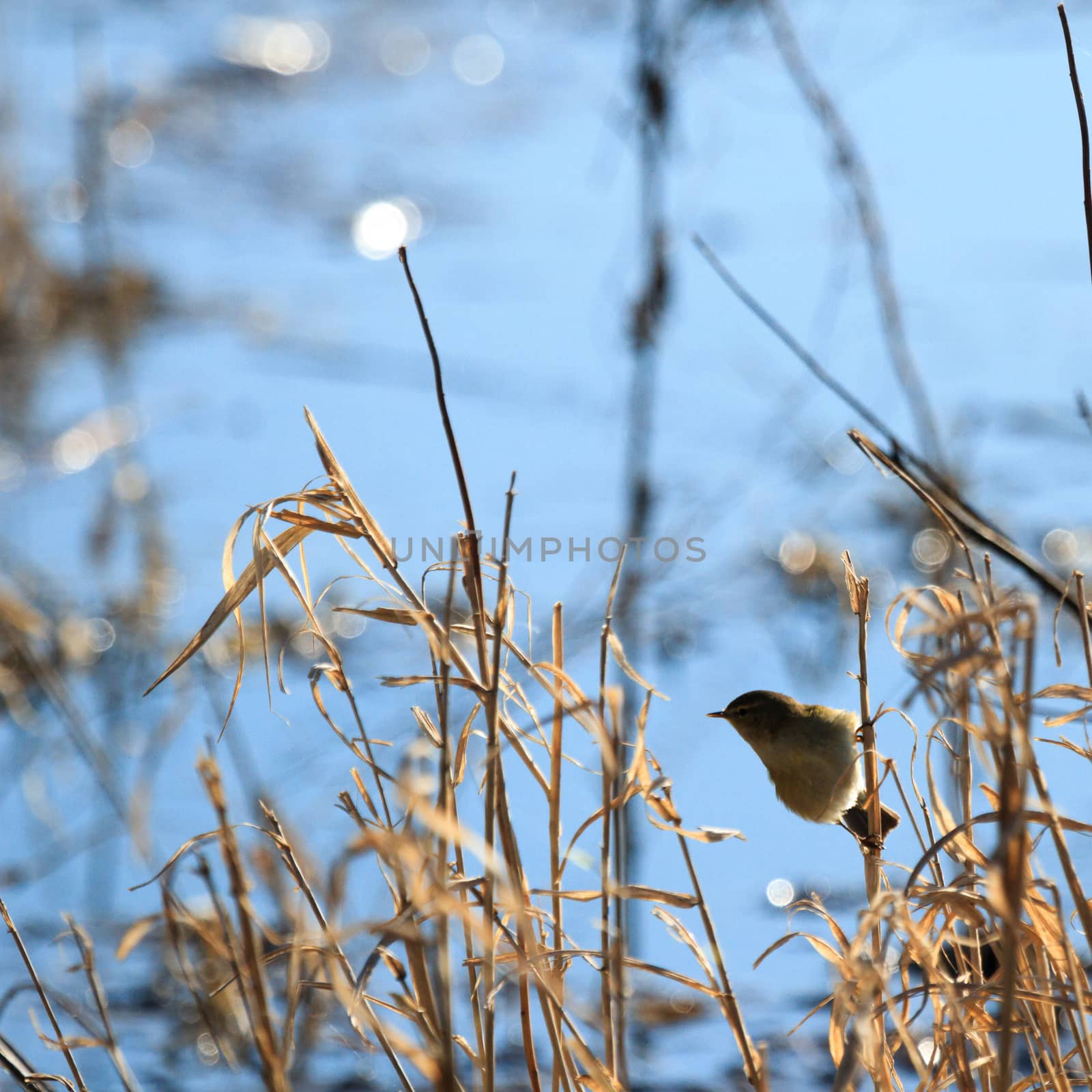 wild bird in their natural habitat, nature series