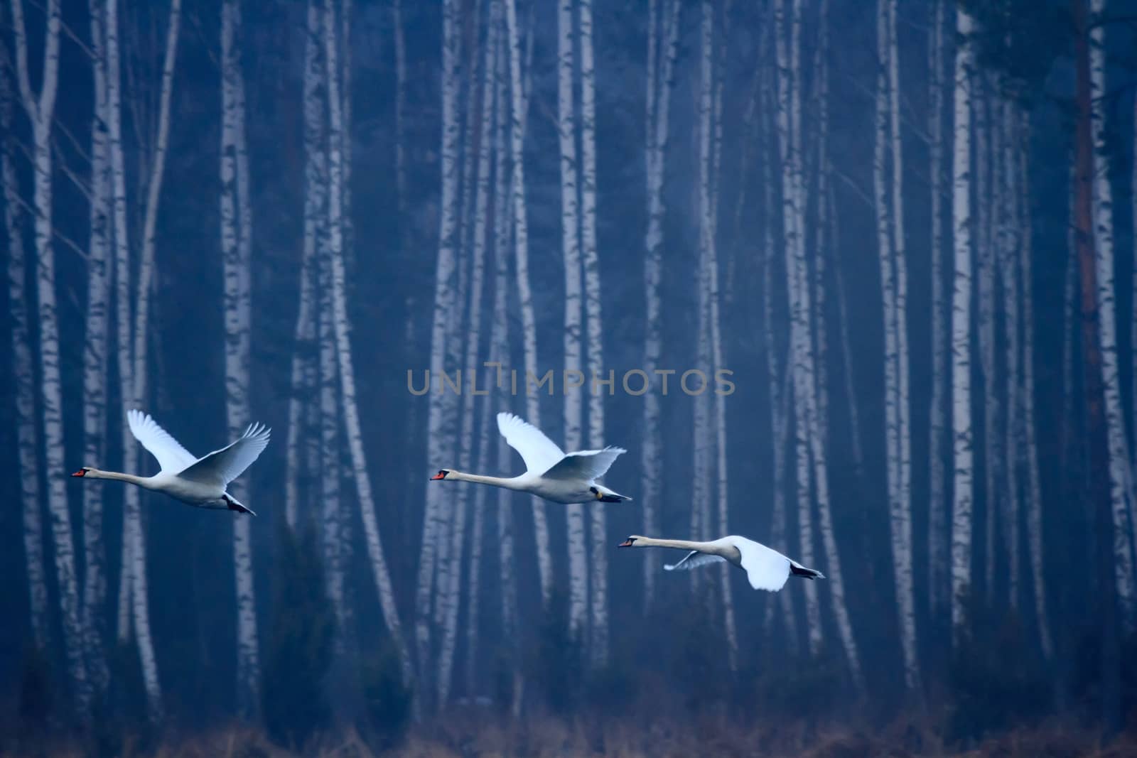 wild bird in their natural habitat, nature series