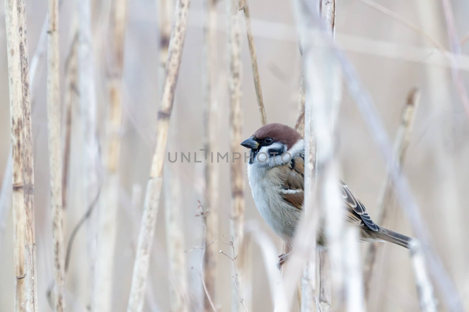 wild colorful bird in sunny day, nature series