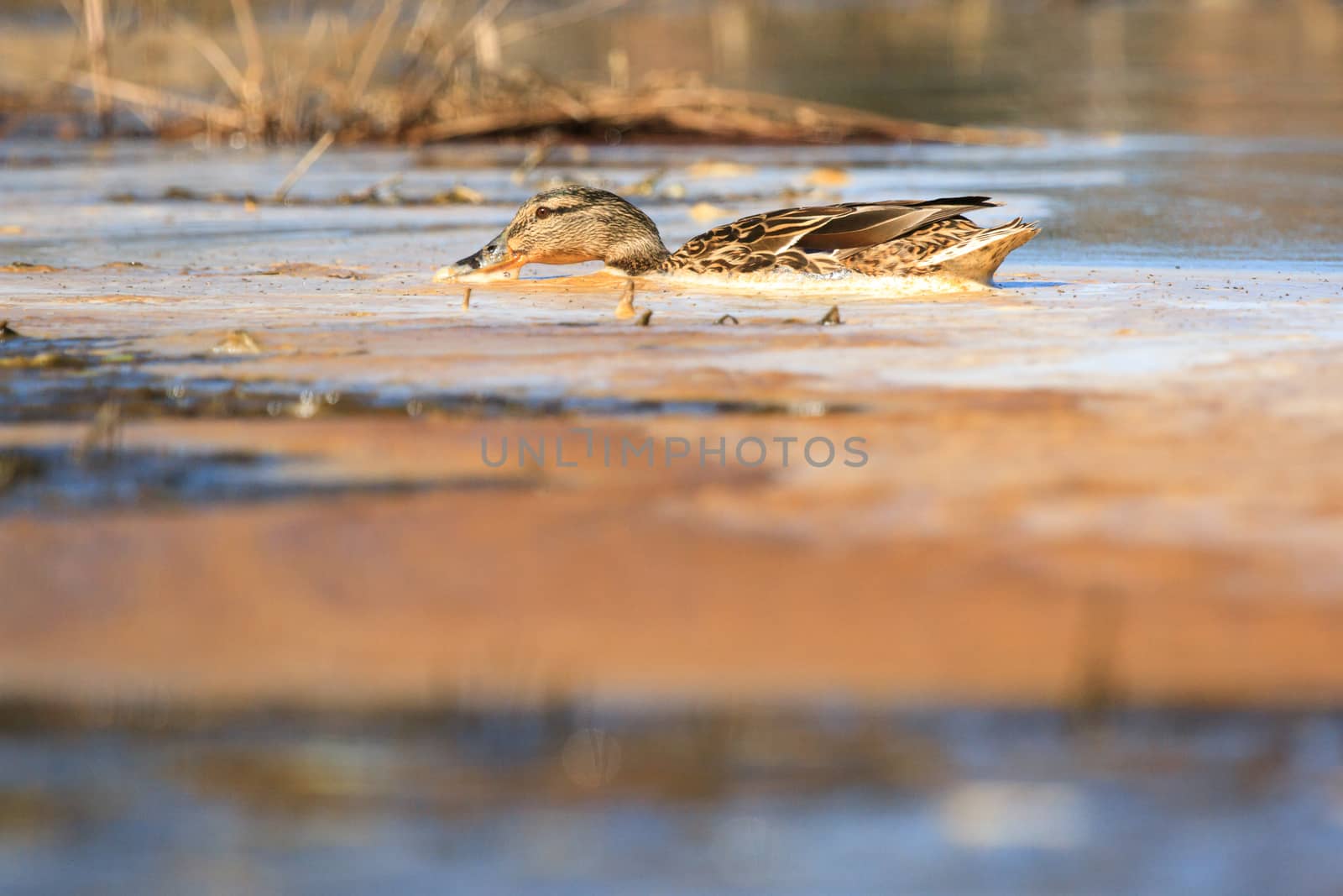 wild bird in their natural habitat, nature series