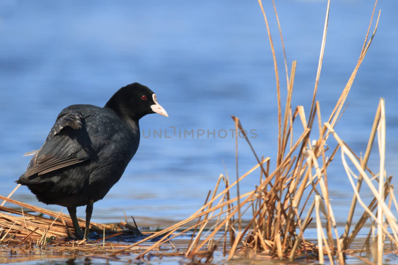 wild bird in their natural habitat, nature series