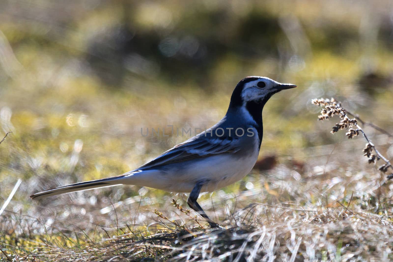 wild bird in their natural habitat, nature series