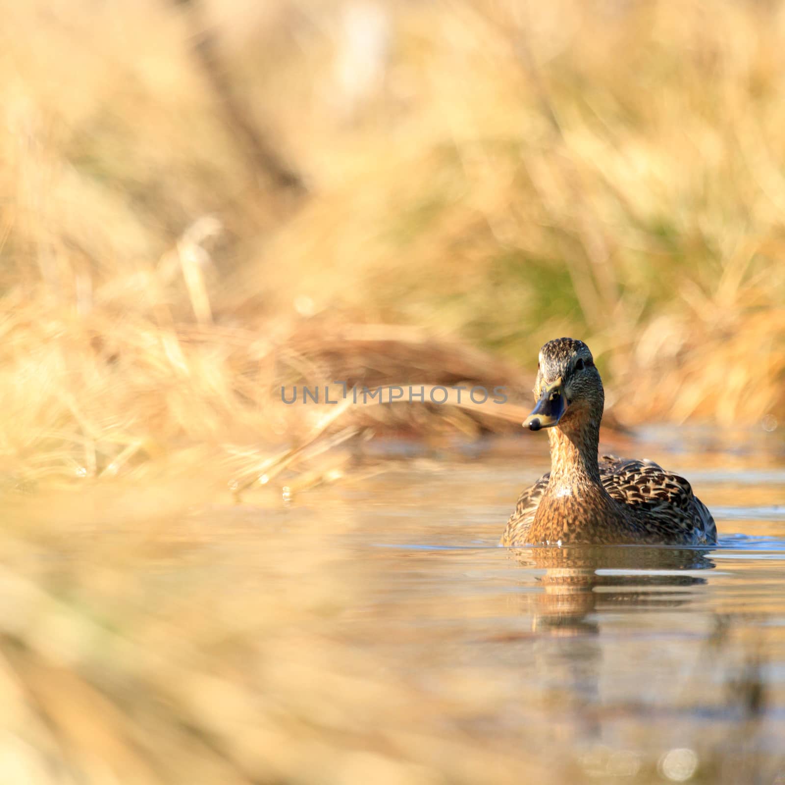 wild bird in their natural habitat, nature series