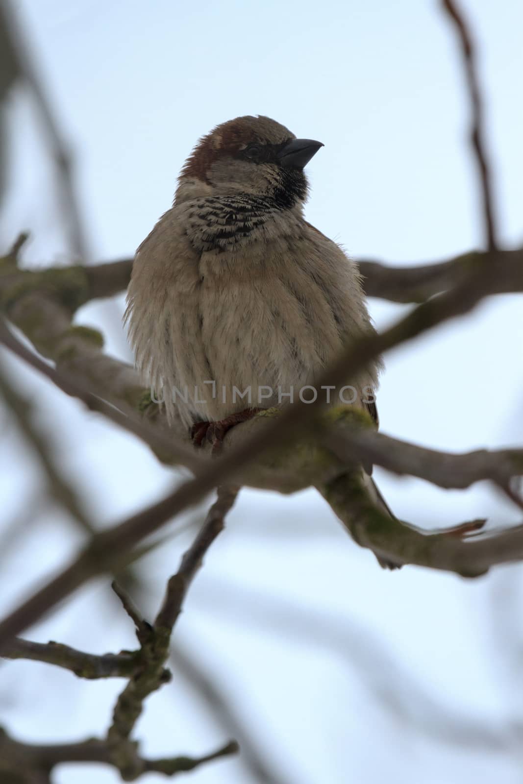 wild colorful bird in sunny day, nature series