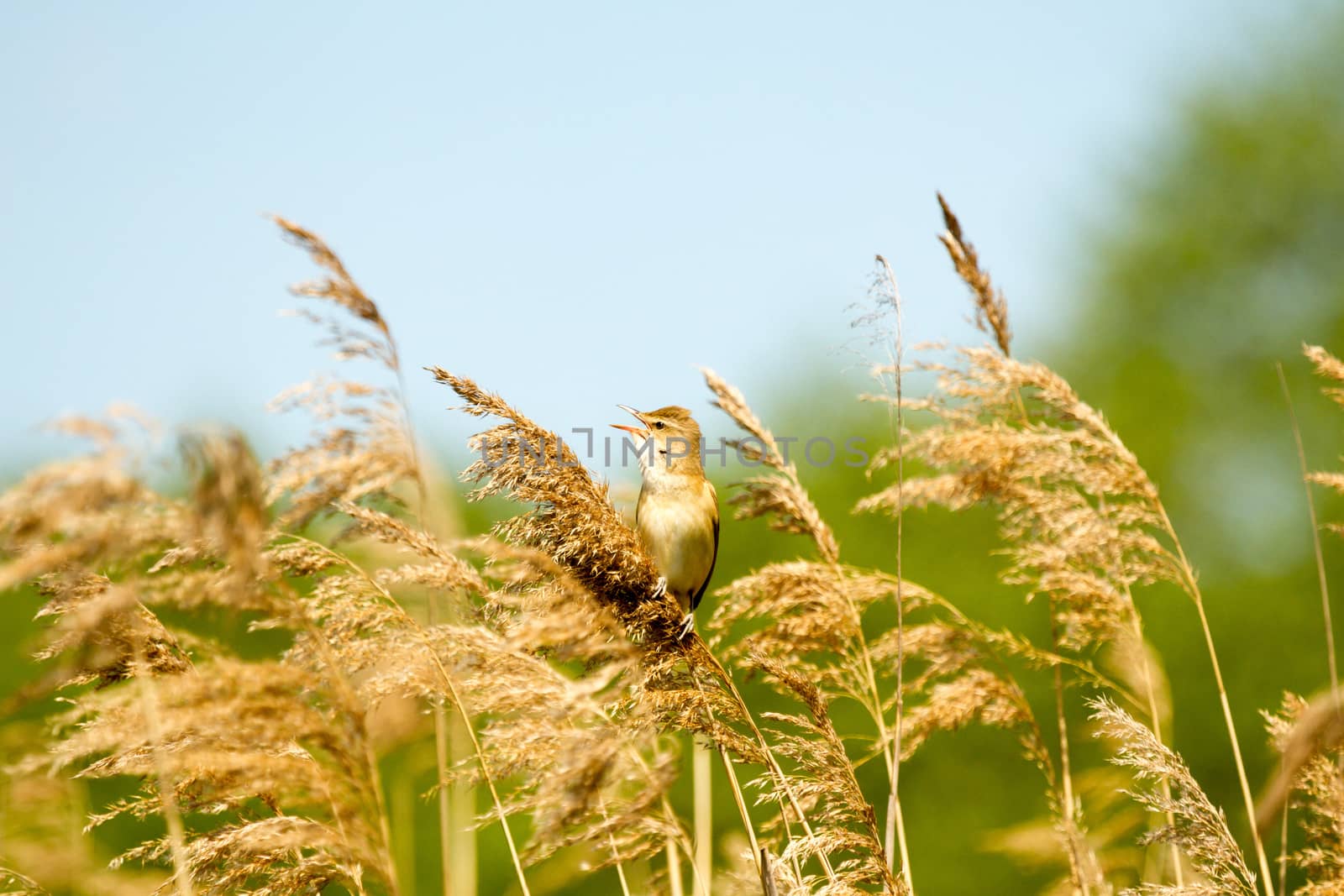 wild bird in their natural habitat, nature series