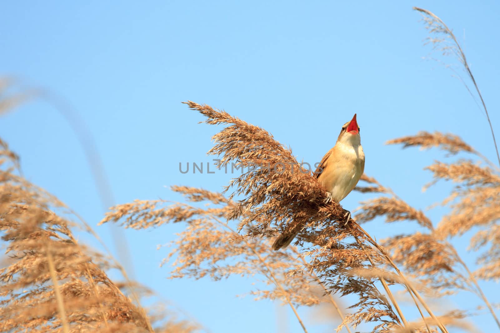 wild bird in their natural habitat, nature series