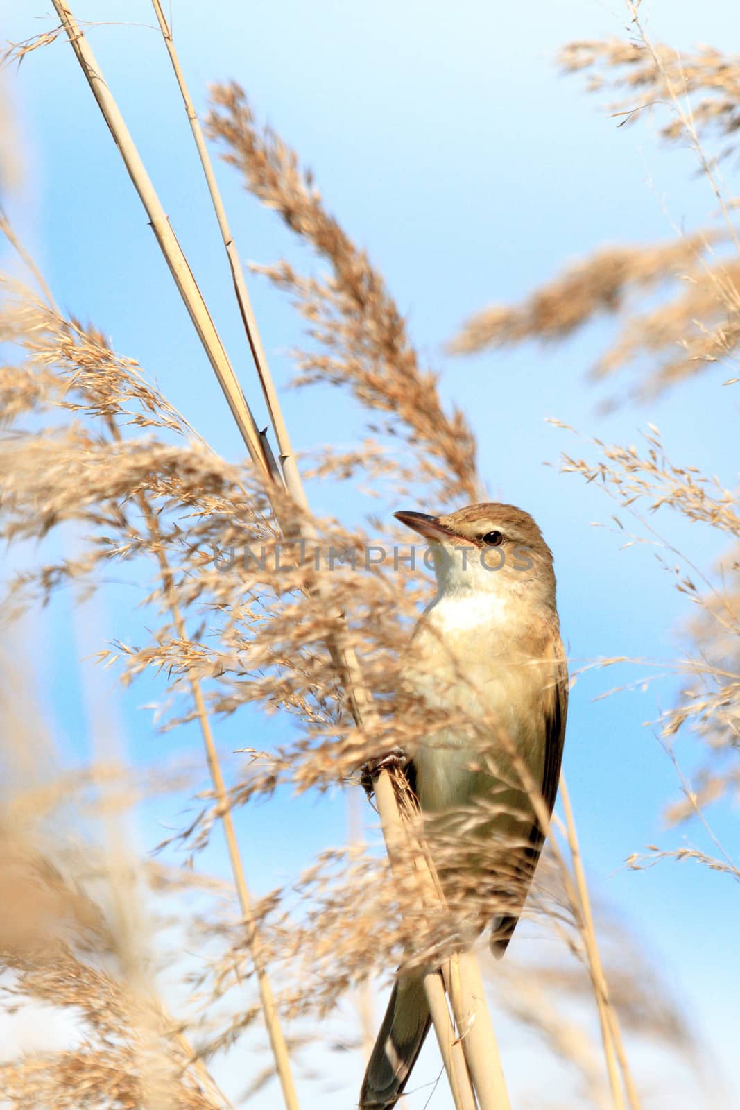 wild bird in their natural habitat, nature series