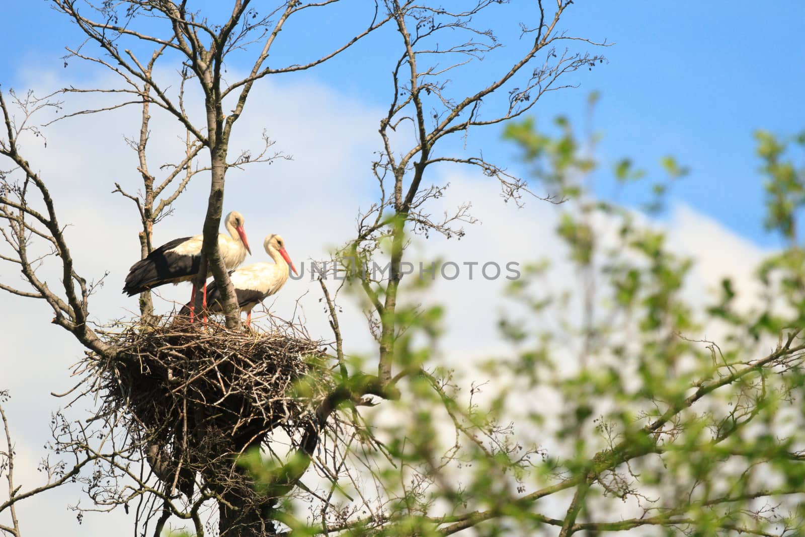 wild bird in their natural habitat, nature series