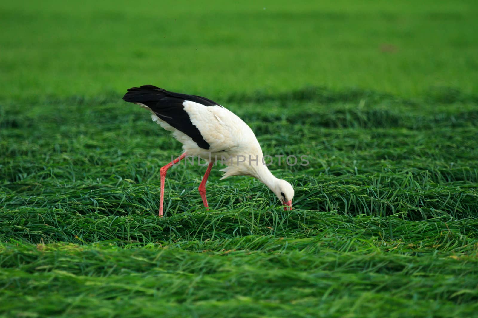 wild bird in their natural habitat, nature series