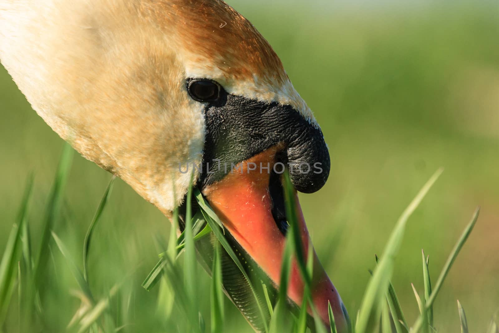 wild bird in their natural habitat, nature series