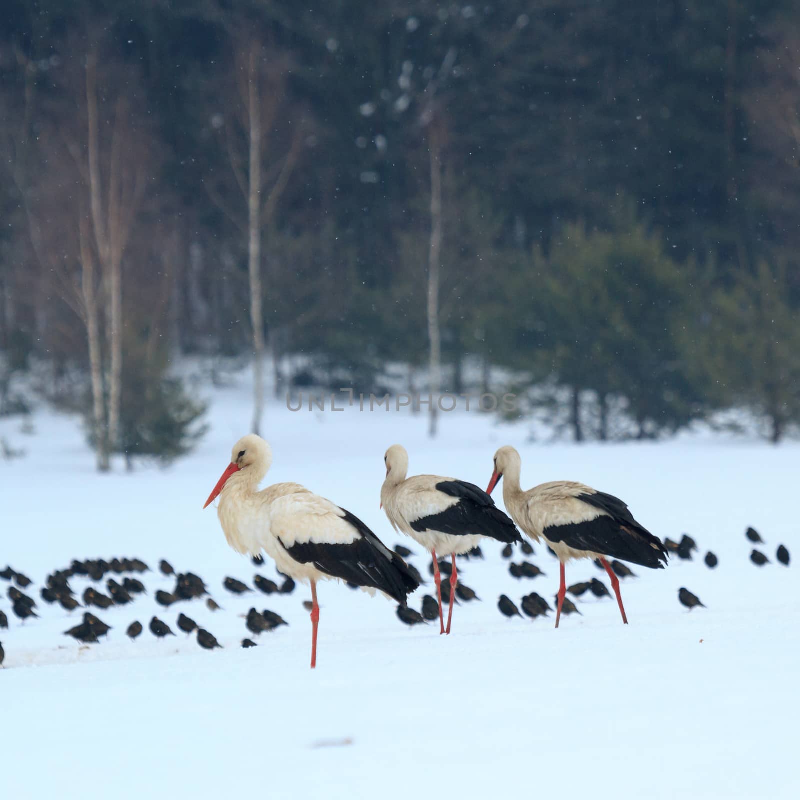 wild bird in their natural habitat, nature series