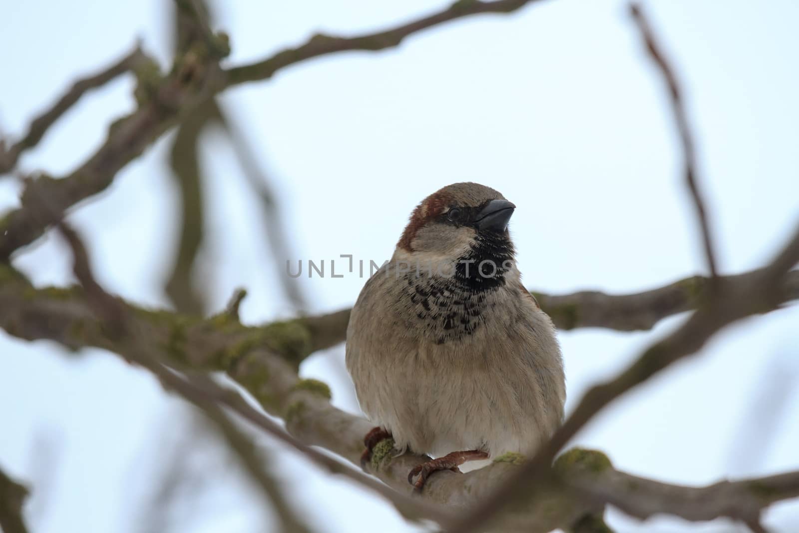 wild colorful bird in sunny day, nature series