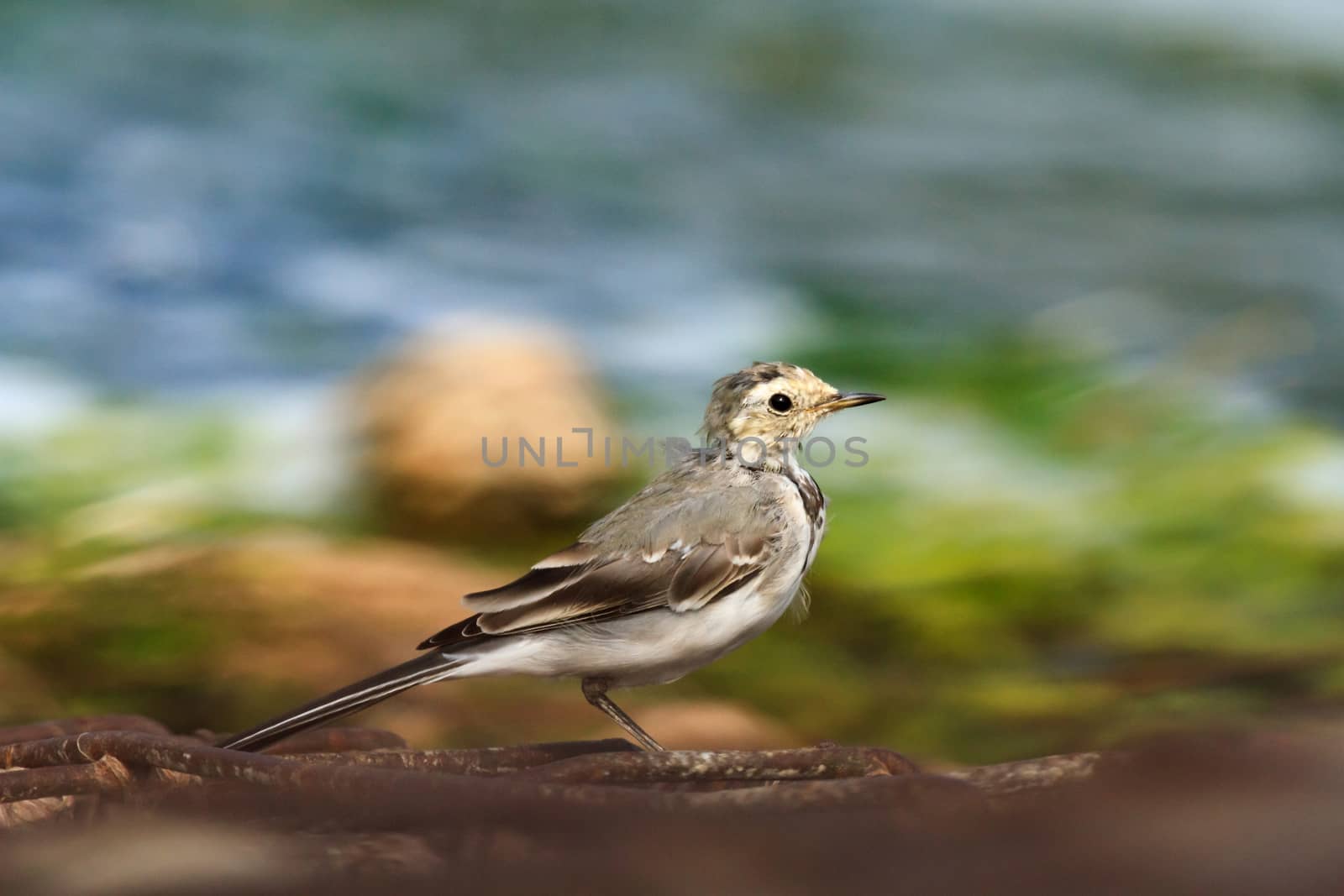 wild bird in natural habitat, nature series