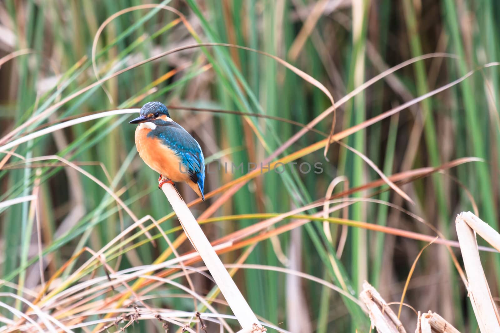 wild bird in natural habitat, nature series