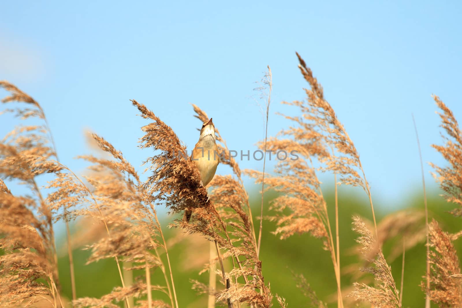 wild bird in their natural habitat, nature series