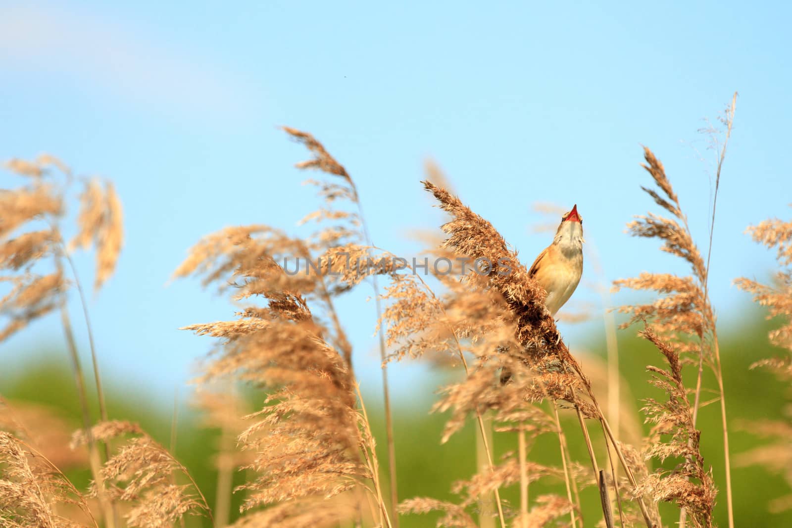 wild bird in their natural habitat, nature series