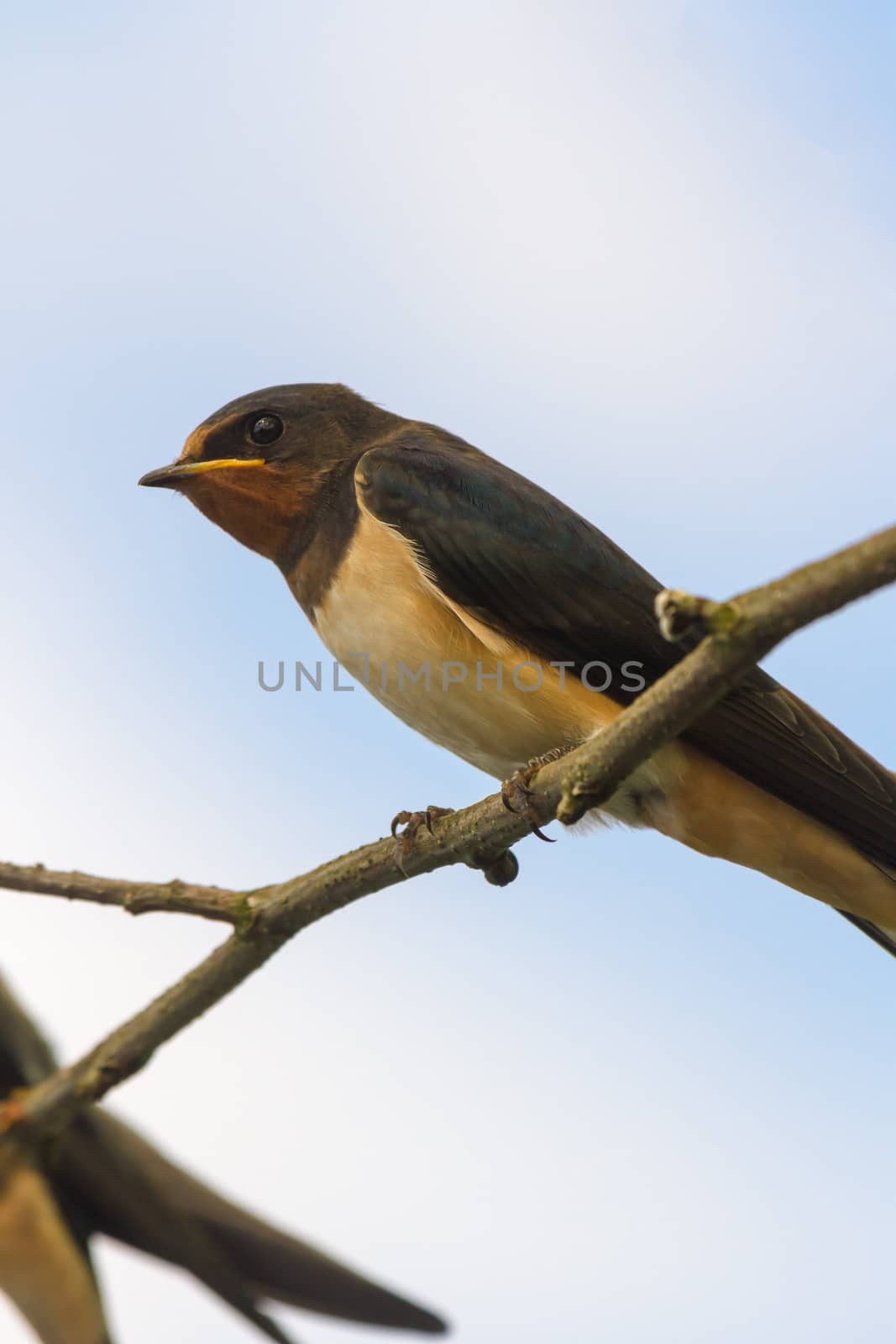wild bird in their natural habitat, nature series