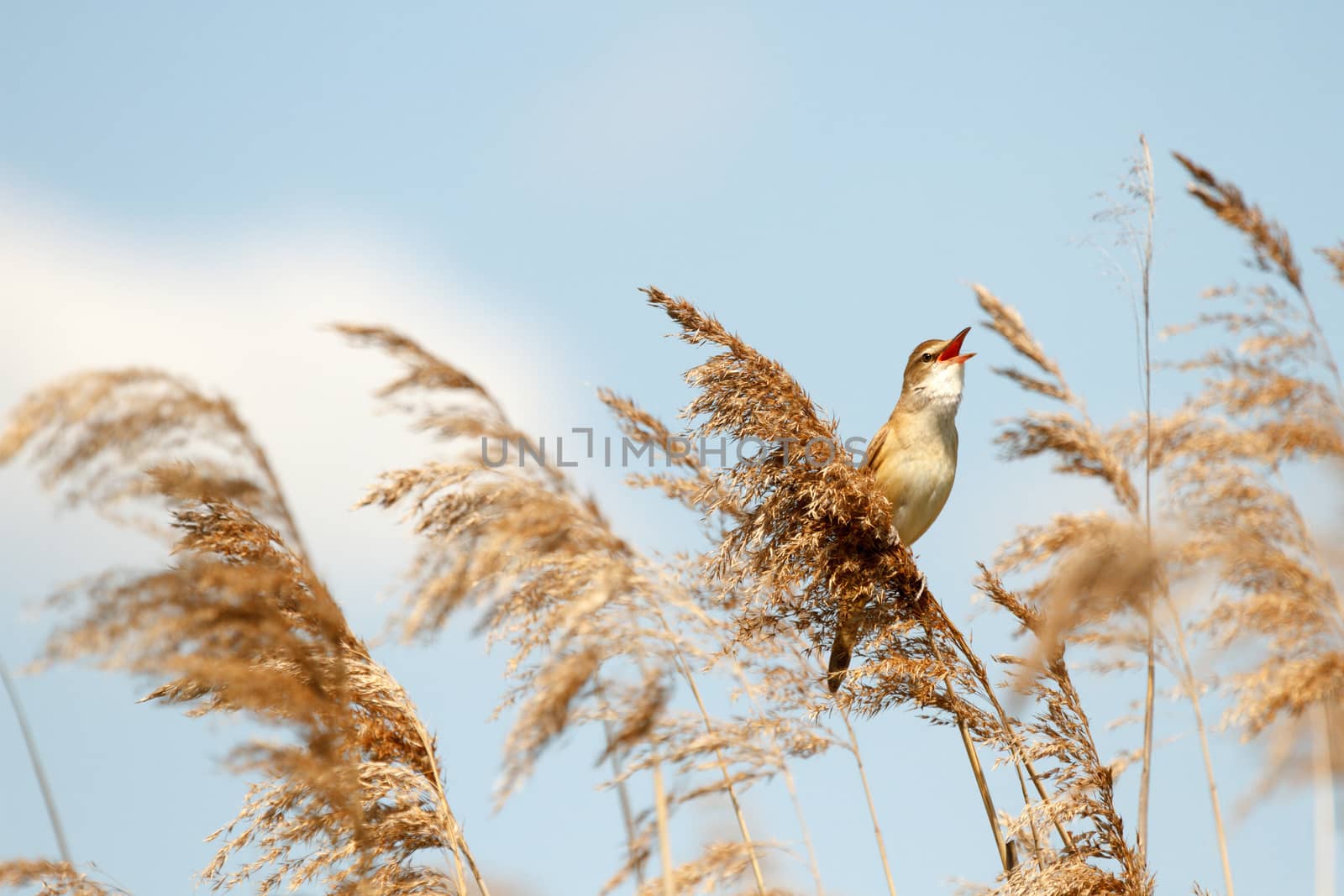 wild bird in their natural habitat, nature series