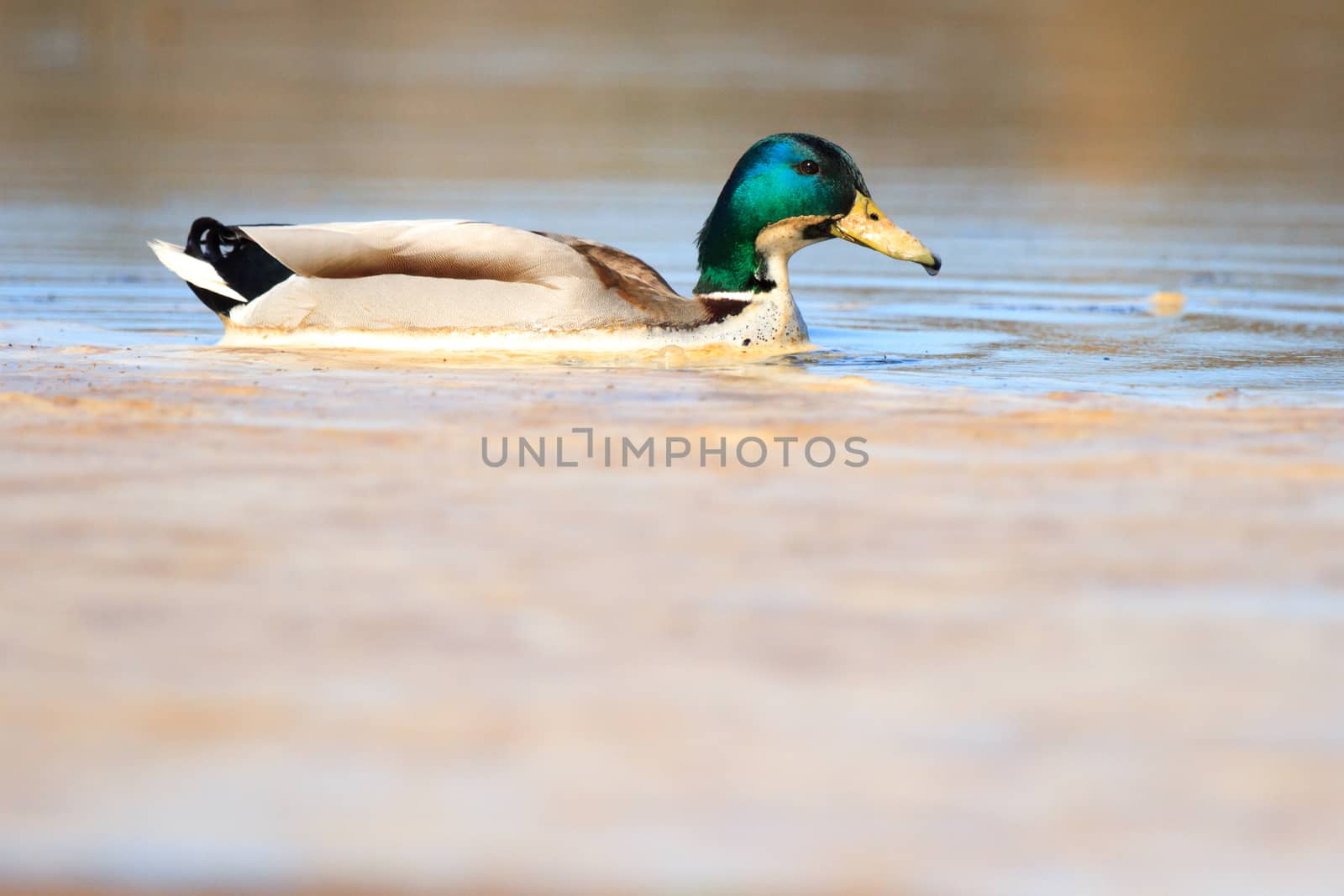 wild bird in their natural habitat, nature series