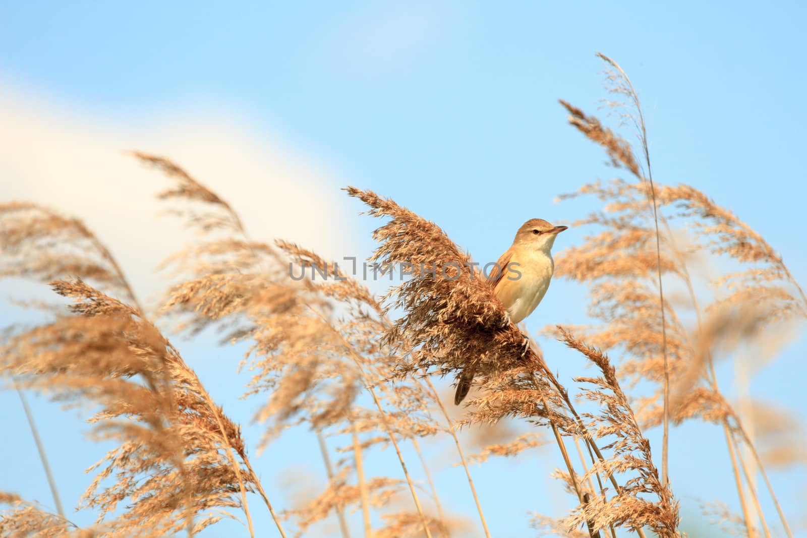 wild bird in their natural habitat, nature series