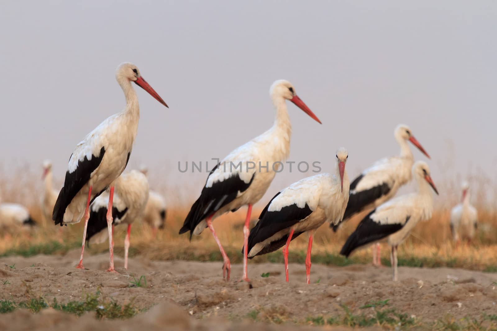 wild bird in their natural habitat, nature series