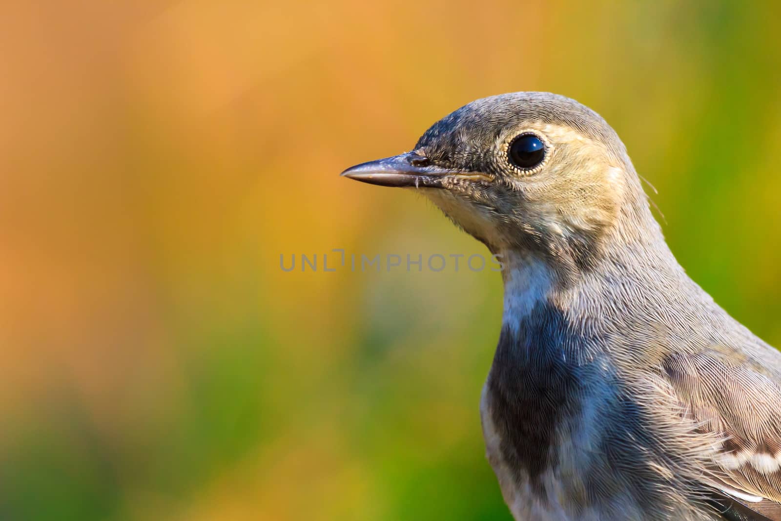 wild bird in their natural habitat, nature series