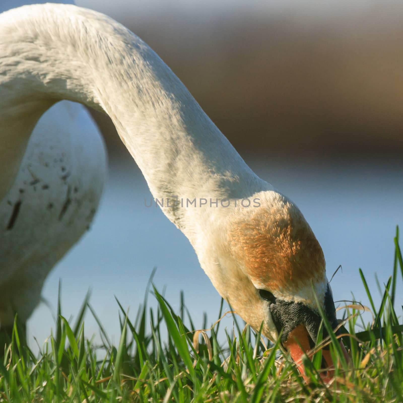 wild bird in their natural habitat, nature series